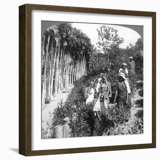 Tamil Women Picking Tea on Sir Thomas Lipton's Estate, Polgahawela, Sri Lanka, 1903-Underwood & Underwood-Framed Giclee Print