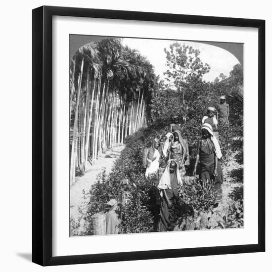 Tamil Women Picking Tea on Sir Thomas Lipton's Estate, Polgahawela, Sri Lanka, 1903-Underwood & Underwood-Framed Giclee Print