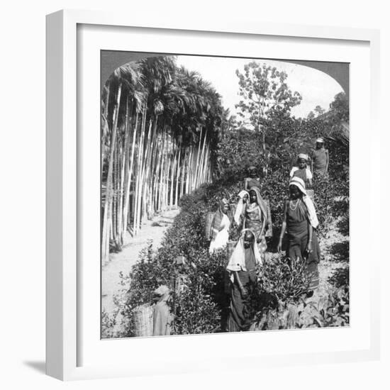 Tamil Women Picking Tea on Sir Thomas Lipton's Estate, Polgahawela, Sri Lanka, 1903-Underwood & Underwood-Framed Giclee Print