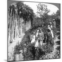 Tamil Women Picking Tea on Sir Thomas Lipton's Estate, Polgahawela, Sri Lanka, 1903-Underwood & Underwood-Mounted Giclee Print