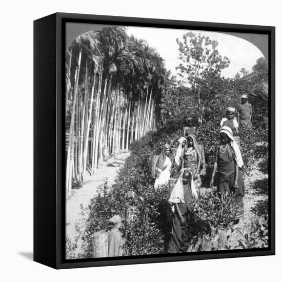 Tamil Women Picking Tea on Sir Thomas Lipton's Estate, Polgahawela, Sri Lanka, 1903-Underwood & Underwood-Framed Stretched Canvas