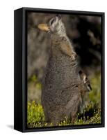 Tammar Wallaby, Kangaroo Island, South Australia, Australia, Pacific-Milse Thorsten-Framed Stretched Canvas