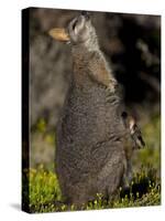 Tammar Wallaby, Kangaroo Island, South Australia, Australia, Pacific-Milse Thorsten-Stretched Canvas