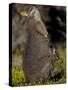 Tammar Wallaby, Kangaroo Island, South Australia, Australia, Pacific-Milse Thorsten-Stretched Canvas