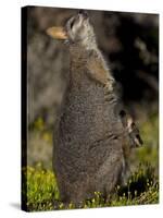 Tammar Wallaby, Kangaroo Island, South Australia, Australia, Pacific-Milse Thorsten-Stretched Canvas