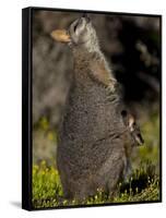 Tammar Wallaby, Kangaroo Island, South Australia, Australia, Pacific-Milse Thorsten-Framed Stretched Canvas