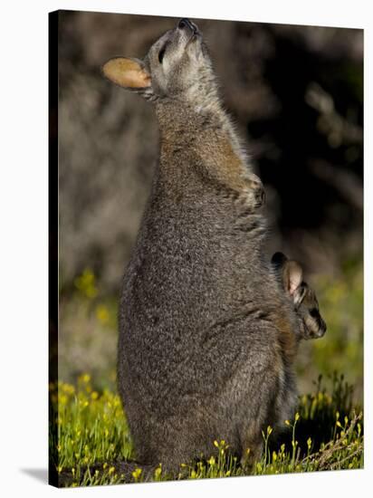 Tammar Wallaby, Kangaroo Island, South Australia, Australia, Pacific-Milse Thorsten-Stretched Canvas