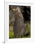 Tammar Wallaby, Kangaroo Island, South Australia, Australia, Pacific-Milse Thorsten-Framed Premium Photographic Print