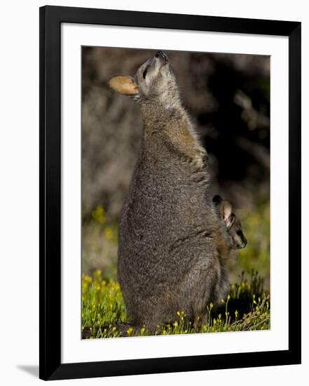 Tammar Wallaby, Kangaroo Island, South Australia, Australia, Pacific-Milse Thorsten-Framed Premium Photographic Print