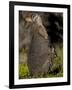 Tammar Wallaby, Kangaroo Island, South Australia, Australia, Pacific-Milse Thorsten-Framed Premium Photographic Print