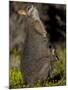 Tammar Wallaby, Kangaroo Island, South Australia, Australia, Pacific-Milse Thorsten-Mounted Premium Photographic Print