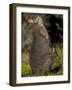 Tammar Wallaby, Kangaroo Island, South Australia, Australia, Pacific-Milse Thorsten-Framed Photographic Print