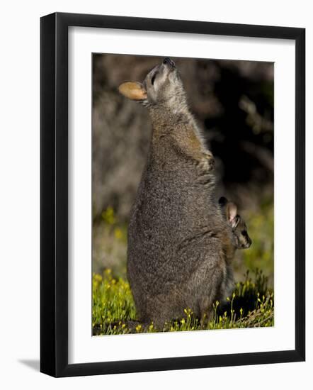 Tammar Wallaby, Kangaroo Island, South Australia, Australia, Pacific-Milse Thorsten-Framed Photographic Print