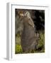 Tammar Wallaby, Kangaroo Island, South Australia, Australia, Pacific-Milse Thorsten-Framed Photographic Print