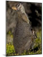 Tammar Wallaby, Kangaroo Island, South Australia, Australia, Pacific-Milse Thorsten-Mounted Photographic Print