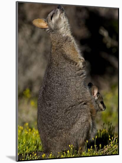 Tammar Wallaby, Kangaroo Island, South Australia, Australia, Pacific-Milse Thorsten-Mounted Photographic Print