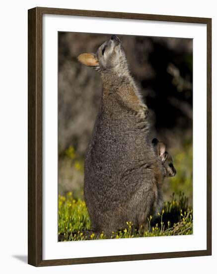 Tammar Wallaby, Kangaroo Island, South Australia, Australia, Pacific-Milse Thorsten-Framed Photographic Print