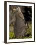 Tammar Wallaby, Kangaroo Island, South Australia, Australia, Pacific-Milse Thorsten-Framed Photographic Print