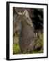 Tammar Wallaby, Kangaroo Island, South Australia, Australia, Pacific-Milse Thorsten-Framed Photographic Print