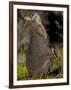 Tammar Wallaby, Kangaroo Island, South Australia, Australia, Pacific-Milse Thorsten-Framed Photographic Print