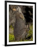 Tammar Wallaby, Kangaroo Island, South Australia, Australia, Pacific-Milse Thorsten-Framed Photographic Print