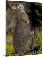 Tammar Wallaby, Kangaroo Island, South Australia, Australia, Pacific-Milse Thorsten-Mounted Photographic Print
