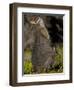 Tammar Wallaby, Kangaroo Island, South Australia, Australia, Pacific-Milse Thorsten-Framed Photographic Print