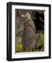 Tammar Wallaby, Kangaroo Island, South Australia, Australia, Pacific-Milse Thorsten-Framed Photographic Print