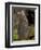 Tammar Wallaby, Kangaroo Island, South Australia, Australia, Pacific-Milse Thorsten-Framed Premium Photographic Print