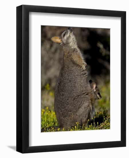 Tammar Wallaby, Kangaroo Island, South Australia, Australia, Pacific-Milse Thorsten-Framed Premium Photographic Print