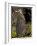 Tammar Wallaby, Kangaroo Island, South Australia, Australia, Pacific-Milse Thorsten-Framed Premium Photographic Print