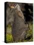 Tammar Wallaby, Kangaroo Island, South Australia, Australia, Pacific-Milse Thorsten-Stretched Canvas