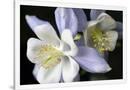 Gramercy White