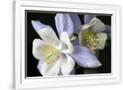 Gramercy White