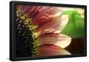 Essential Black