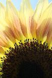 Sunflower V-Tammy Putman-Photographic Print