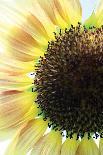 Sunflower V-Tammy Putman-Photographic Print