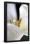Essential Black