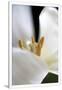 Gramercy White