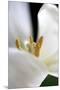 Wood Mount