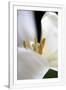 Gramercy White