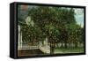 Tampa, Florida - Orange Trees in Front of House-Lantern Press-Framed Stretched Canvas