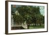 Tampa, Florida - Orange Trees in Front of House-Lantern Press-Framed Art Print