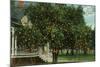 Tampa, Florida - Orange Trees in Front of House-Lantern Press-Mounted Art Print
