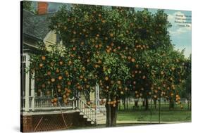 Tampa, Florida - Orange Trees in Front of House-Lantern Press-Stretched Canvas