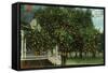 Tampa, Florida - Orange Trees in Front of House-Lantern Press-Framed Stretched Canvas