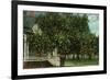 Tampa, Florida - Orange Trees in Front of House-Lantern Press-Framed Art Print