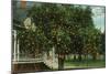 Tampa, Florida - Orange Trees in Front of House-Lantern Press-Mounted Art Print