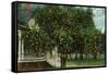 Tampa, Florida - Orange Trees in Front of House-Lantern Press-Framed Stretched Canvas