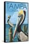 Tampa, Florida - Pelicans-Lantern Press-Framed Stretched Canvas